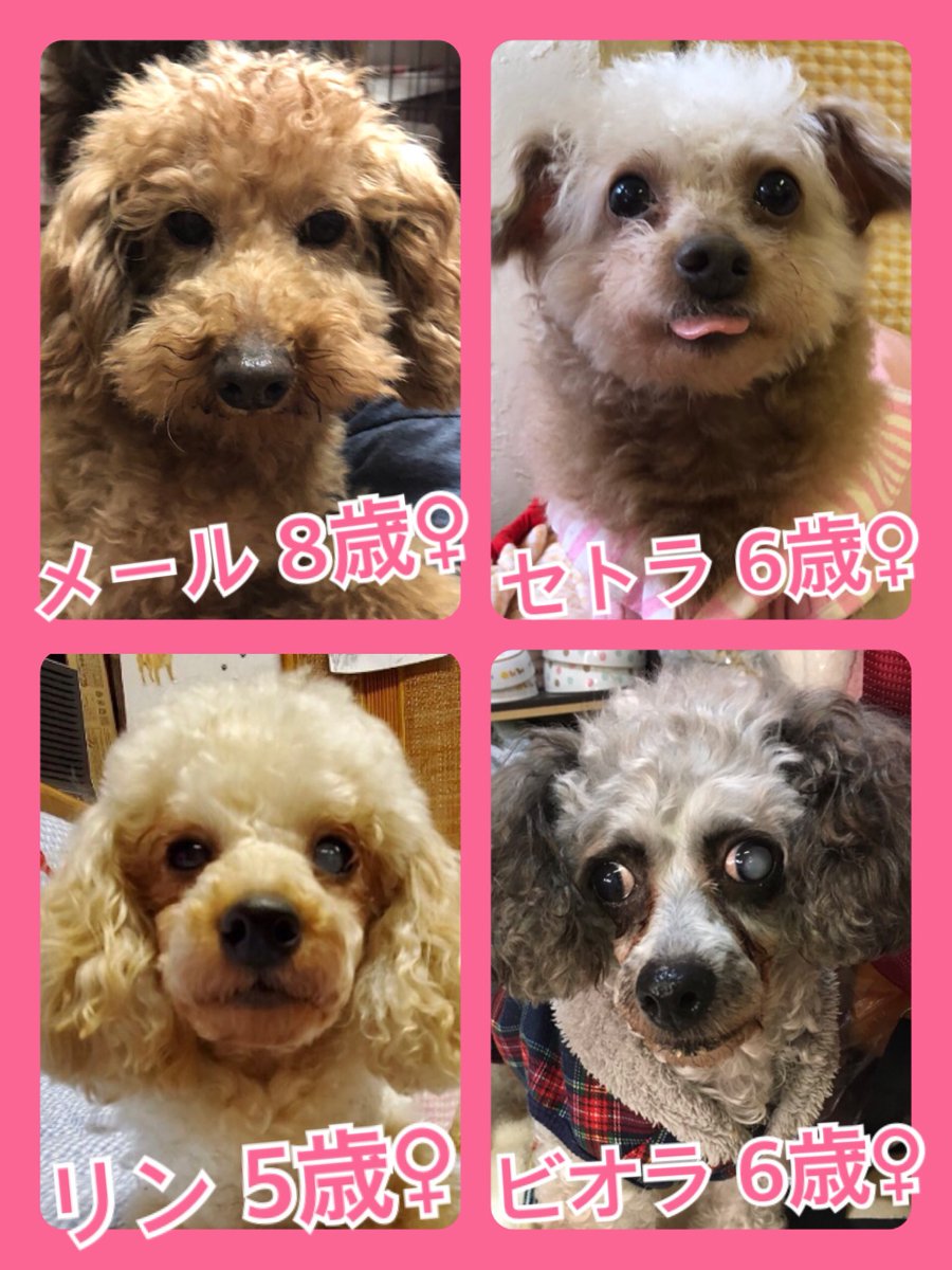 🐾今日の里親様募集中ワンコ🐶メンバーです🐾2020,3,25